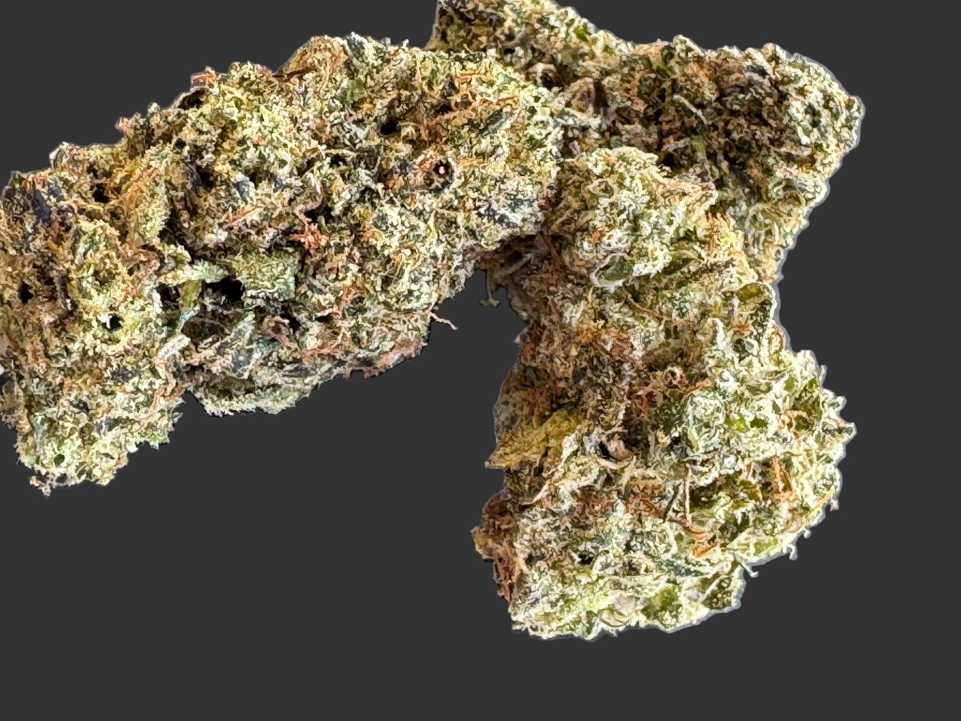 Close-up of Gelato strain by TrippyCo, frosty colorful trichome-rich bud