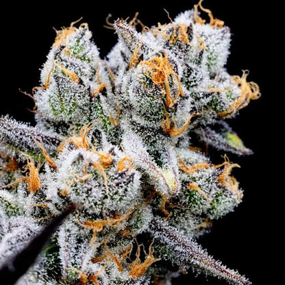 Macro of SuperBoof cannabis strain, frosty trichomes and tropical notes