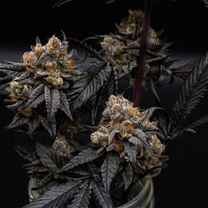 Close-up of Georgia Pie hybrid strain, frosty trichomes and dessert-like aroma