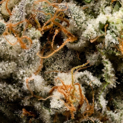 Georgia Pie hemp flower by Bubba’s Colorado, sweet peachy aroma with creamy undertones